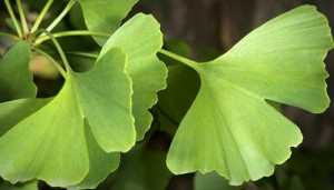ginkgo biloba prirodni lijek
